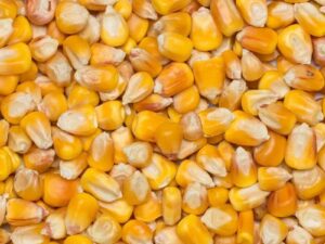 Organic Corn Red and White