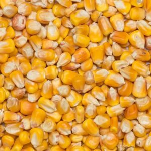 Organic Corn Red and White
