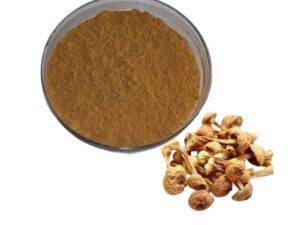 Agaricus blazei Extract powder
