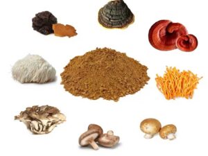 Organic mushroom extract blend powder