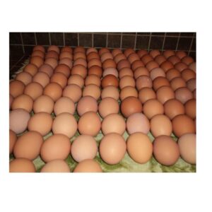 Fresh Chicken Eggs