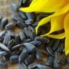 Sunflower Seeds Black - Image 3