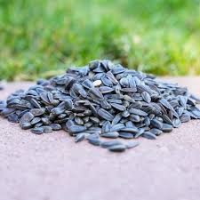 Sunflower Seeds Black