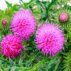 Milk Thistle - Image 5