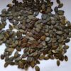 Gleisdorfer Pumpkin Seeds 99,95% - Image 4