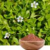 Bacopa Monnieri Extract - Image 3