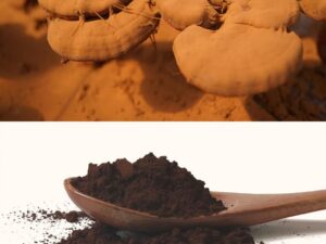 Shell Broken Reishi Mushroom Spore Powder