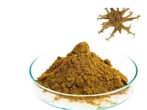 Devil’s Claw Extract Harpagoside Powder