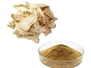 Angelica Root Extract Powder